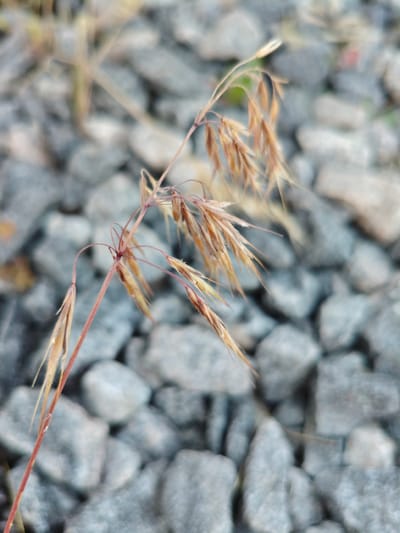 The image displays a close-up of dried grass stalks with seed heads against a blurred background of gray gravel. The grass stalks are thin and reddish-brown, with delicate, golden-brown seed structures attached. The gravel in the background is composed of small, angular stones, varying in shade from light to dark gray, with some hints of lighter tones. The lighting appears to be natural, casting soft shadows and highlighting the textures of the grass and gravel. There are no people or animals visible in the image, and no discernable urban features suggestive of the city of Краснадворскі сельскі Савет, Belarus. The scene depicts a natural, albeit somewhat barren, outdoor environment.