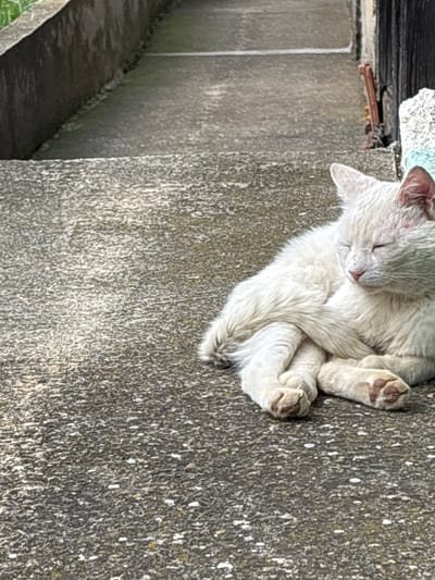 A white cat is sleeping on its back against a textured, gray concrete wall. The cat's paws are curled up near its face. The background includes a section of a concrete structure and vegetation. The location is Aidemir, Bulgaria.