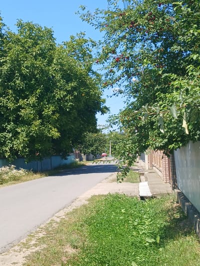 This is a full, eye-level, outdoor, sunny, daytime, vertical shot of a paved road in Mamaivtsi, Ukraine. The road is asphalt and curves to the left. On the left side of the road, there is a light blue wooden fence, beyond which are trees with dense green foliage. White wildflowers grow along the edge of the road. On the right side of the road, there is a pale metal fence and a brick wall. A concrete bench sits in front of the brick wall. A tree with red fruit and green leaves hangs over the sidewalk on the right. Further down the road, a red car is parked. The sky is clear and blue.
