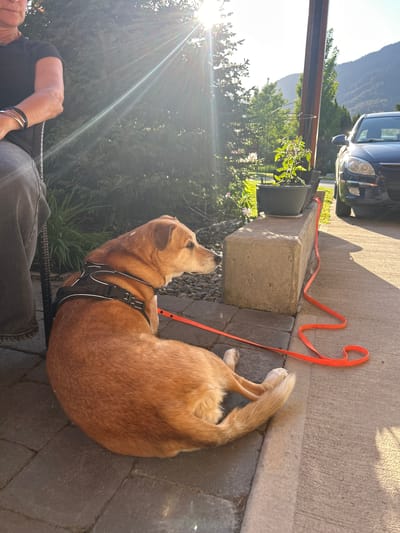 The scene depicts a medium-sized, tan-colored dog with a black harness and orange leash lying on a paved surface. The dog is positioned near a concrete structure that may be part of a patio or walkway. A portion of a black car is visible in the upper left corner of the frame. A person is partially visible at the bottom left, wearing dark clothing and seated in what appears to be a chair. The background features greenery, and a mountain range is visible in the distance. The location is Whistler, Canada. Bright sunlight is present in the image, creating lens flare.