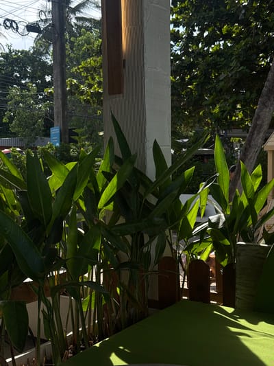 In Baan Thong Krut, Thailand, a sunlit scene unfolds with lush green foliage dominating the foreground. Large, elongated leaves, characteristic of tropical plants like heliconia, are brightly illuminated by dappled sunlight, creating a vibrant contrast with the shaded areas. These plants are arranged in planters, partially obscured by a low wooden fence. Behind the plants, a textured, off-white column rises, casting a shadow. Further back, glimpses of a tropical environment are visible, including trees with dense green canopies, a power pole with tangled wires, and a blue sign mounted on a post. The overall impression is one of a tropical outdoor setting, possibly a restaurant or garden area, bathed in the warm light of day.