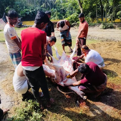 A group of men are gathered outdoors around the carcass of a slaughtered cow on a grassy area in Lalmohan, Bangladesh. The cow is lying on its back, with several men working to butcher the animal. Some of the men are using knives to cut into the carcass, while others are holding and maneuvering the hide. The men are dressed in casual clothing, including t-shirts, pants, and traditional lungis. The environment appears to be a rural or semi-rural setting, with trees and a body of water in the background. The scene depicts the traditional practice of animal slaughter and butchering.