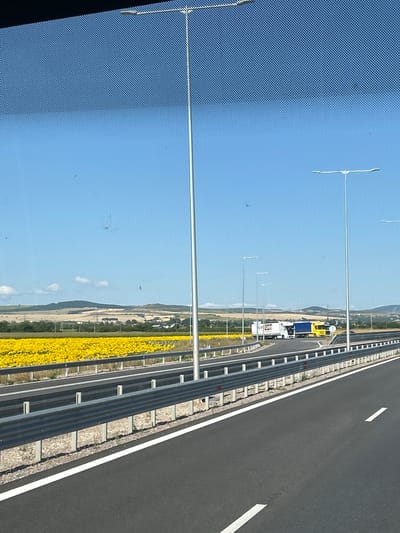 This image depicts a highway scene on a sunny day, featuring a vast field of sunflowers to the left and a bright blue sky. The highway itself has a dark asphalt surface with white lane markings. A metal guardrail runs along the side of the road, separating it from the median. Several tall, slender lamp posts are visible along the highway. In the distance, there are rolling hills and some buildings. A white truck with a blue trailer and a yellow truck are driving on the highway. The image appears to have been taken from a vehicle moving along the highway. The scene is located in Prolesha, Bulgaria.