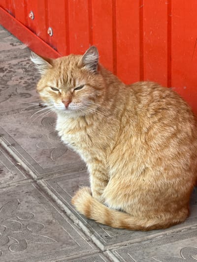 An orange tabby cat with green eyes is sitting on a tiled surface next to a bright orange wall. The cat is facing left with its eyes partially closed. The tiled surface has a floral pattern and appears to be outdoors. The orange wall has vertical ridges and two small, light-colored fasteners visible. This scene is located in the city of Kandry, Russia.
