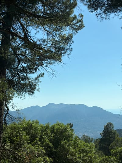The image shows a view of a mountain in Fornalutx, Spain, framed by trees on both sides. The sky is clear and blue. A faint contrail can be seen in the top left corner of the sky. The mountain is a prominent feature, appearing hazy and layered due to distance. The trees in the foreground are varied in color and density, with bare branches visible among the green foliage. A large tree trunk is visible at the bottom of the frame.