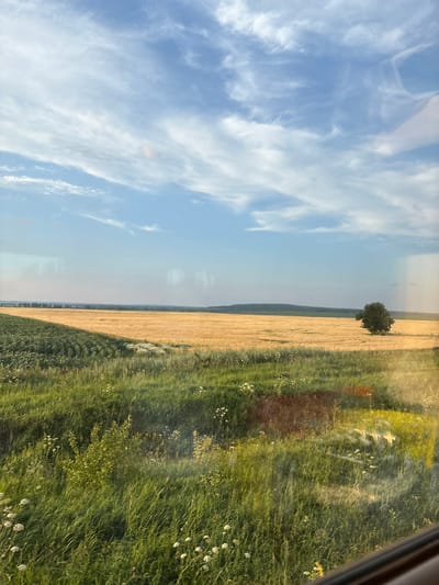 A wide-angle, natural light, landscape photograph captures a rural scene, likely in or around Poselok Zelenaya Roshcha, Russia, under a partly cloudy sky. In the foreground, tall, lush green grass with scattered white wildflowers and some sparse, shorter green bushes dominate the lower portion of the frame. To the left and mid-ground, a field of darker green crops, possibly soybeans, is visible, sharply demarcated from a golden field of ripe wheat or barley that stretches across the mid-ground and into the distance. A solitary, dark green tree stands prominently in the golden field, to the right of the frame's center. The horizon is marked by a gently rolling, tree-lined ridge in the far distance, under a pale blue sky with wispy white clouds. The overall impression is one of agricultural abundance and natural serenity, with a hint of reflections on a window pane visible in the foreground.
