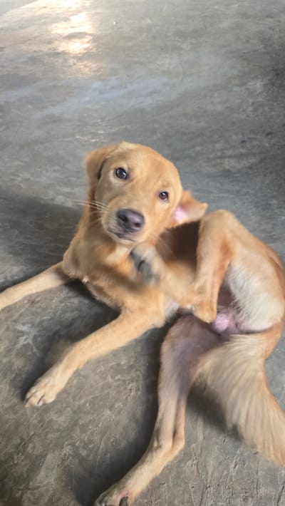 A light brown or sandy-colored dog lies on a smooth, light grey concrete floor, captured from a top-down perspective. The dog is positioned on its back or side, with its body partially twisted. One of its front paws is raised near its head, suggesting it might be scratching itself or engaged in a playful movement. The dog's head is tilted, and it looks directly at the viewer with wide, dark, curious eyes. Its nose is dark brown. Natural daylight illuminates the scene, indicating it is daytime. The smooth texture of the floor suggests an indoor setting or a covered outdoor area. The dog appears relaxed and attentive. Visible anatomy confirms the dog is male. There is no visible text in the image.
