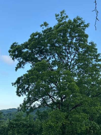 The image shows a lush green canopy of a large tree set against a bright blue sky. The tree's branches spread wide, with dense foliage obscuring much of its trunk. In the background, rolling hills covered in more trees fade into a hazy distance. The lighting suggests it is daytime, likely late afternoon or early morning given the soft quality of the light and the slightly diffused appearance of the distant hills. The scene is natural and serene, depicting a woodland or mountainous landscape. There are no people or man-made objects other than a thin, dark, string-like object hanging from the top right corner of the frame, possibly a remnant of holiday lights or similar. The location is identified as Akydra, Abkhazia.