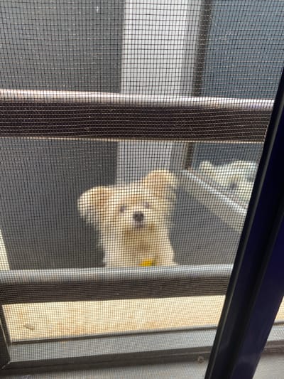 A medium shot through a window screen shows a blurry tan and white dog looking toward the camera. The window frame is visible at the top of the frame. Beyond the window, there is a light grey wall and a wood-paneled structure. The location is unknown.