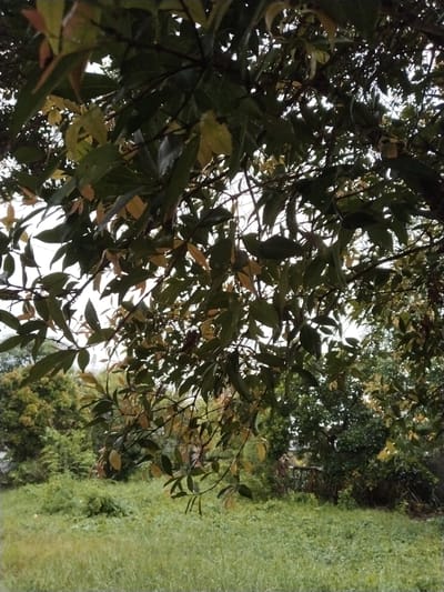 The image depicts an outdoor scene with dense foliage from trees in the foreground, obscuring much of the view. The leaves are a mix of green and yellow, suggesting either a temperate climate or the onset of autumn. Below the trees, a grassy field extends into the background, interspersed with more vegetation. In the middle ground, a line of trees forms a backdrop, and a dark, rustic fence is partially visible, suggesting a boundary or an entrance. The lighting indicates it is daytime, with sunlight filtering through the leaves. The overall impression is one of a natural, perhaps slightly overgrown, outdoor space. The location is identified as Pekanbaru, Indonesia.