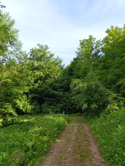 A dirt path winds through a forest setting in Mettlach, Germany. Lush green vegetation lines both sides of the path, with a canopy of trees overhead, partially obscuring the sky. A sign is visible along the path.
