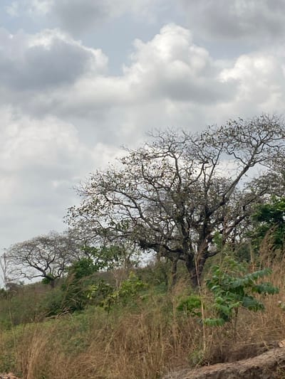 The scene depicts a natural, undeveloped landscape in Ebuwana, Nigeria, under an overcast sky. The upper two-thirds of the image show a sky filled with grey and white cumulus clouds. Below the sky, the landscape rises gently from left to right and foreground to background. The mid-ground is dominated by several large, mature trees, predominantly deciduous or semi-deciduous, characterized by thick, gnarled, dark-colored trunks and a dense network of mostly bare branches with sparse clusters of small, dark green leaves. Smaller, greener shrubs are interspersed among the larger trees. The foreground and lower slopes are covered with tall, dry, yellowish-brown grasses, indicating a dry period. No people, structures, or artificial objects are visible.