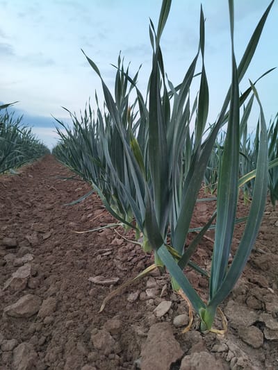 An outdoor, low-angle, eye-level medium shot captures a cultivated field of leeks under a cloudy, pale blue sky. The leeks are arranged in neat rows, extending into the distance. The foreground is dominated by the rich, brown soil, which is broken into clods of various sizes. The leek plants have long, green, strap-like leaves that are upright and point towards the sky. The lighting suggests it is either early morning or late evening, with soft, diffused light. The scene appears to be located in Galonki, Poland. There are no people or animals visible in the image.
