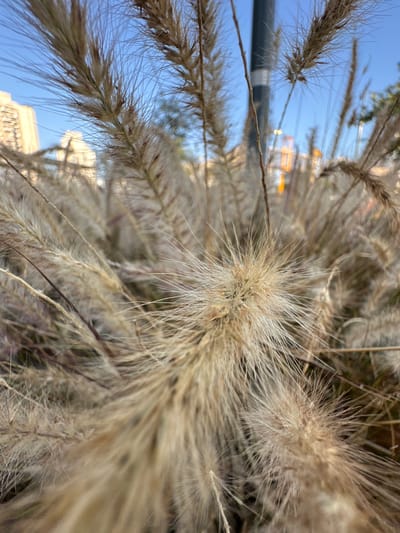 This is a close-up, low-angle shot of dried ornamental grass plumes against a bright blue sky. The grass is the dominant subject, appearing in various stages of dryness, with fluffy, feathery seed heads and thin, wiry stems. The perspective makes the grass appear to be growing upwards towards the sky, with some plumes reaching across the frame.

In the background, the blue sky is clear, suggesting daytime and fair weather. Slightly out of focus, there are hints of urban elements. A dark horizontal bar, possibly a railing or a section of a bridge, is visible on the left side of the frame. Further in the distance, blurred shapes of buildings and what appear to be construction cranes with yellow accents can be discerned, hinting at an urban or suburban setting under development. The lighting suggests it is either morning or afternoon, with the sun high enough to cast a bright, even light. There are no people or animals visible in the image. The overall mood is natural and serene, focusing on the textures and delicate forms of the dried grasses. The location context of Givat Shmuel, Israel, suggests this scene is likely found in a park, garden, or public space within that area. There is no visible text in the image.