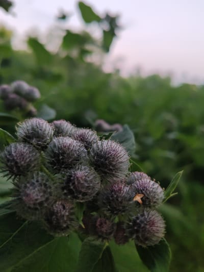 The image shows a close-up of several burdock seed heads in the foreground. The seed heads are dark purple with fine, spiky hairs and some lighter, wispy filaments. They are clustered together on green stems and leaves. In the background, there is a blurred expanse of green foliage and a soft, pale sky. A small, orange-brown object, possibly an insect or a fragment of dried leaf, is visible on one of the seed heads. The overall impression is of a natural, outdoor setting, possibly a field or roadside, with the focus on the intricate details of the plants. There are no people or buildings visible, and the scene appears to be in the natural environment of Кашино, Russia.