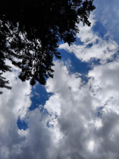 This is a low-angle, close-up, outdoor, eye-level shot of a silhouetted pine tree branch in the upper left corner against a bright blue sky filled with white and grey cumulus clouds. The image was taken in Ćwiklice, Poland. The scene is devoid of people or any other discernible objects or actions.