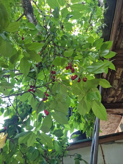 This is an eye-level, medium shot of a cherry tree branch laden with ripe red cherries and lush green leaves. The image is taken from a low angle, looking up into the canopy of the tree. Sunlight filters through the leaves, creating a dappled effect. In the background, parts of a wooden structure with peeling paint and a rough stone wall are visible, suggesting an outdoor, possibly rural setting. The presence of a black plastic pot and a rusty metal pole further hint at a garden or yard. The overall impression is one of nature's bounty juxtaposed with utilitarian outdoor elements. The image was captured in Bershad, Ukraine.