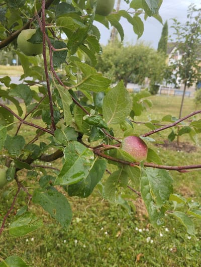 This image depicts a close-up view of an apple tree branch laden with green and partially red apples, heavily dripped with rainwater. The leaves are lush green and also show signs of recent rainfall. In the background, a blurred landscape suggests a suburban or semi-rural setting with trees and buildings, possibly a residential area or park, within the city of Vinkivtsi, Ukraine. The overall impression is one of a rainy day, with nature's elements prominently displayed on the fruit-bearing tree.