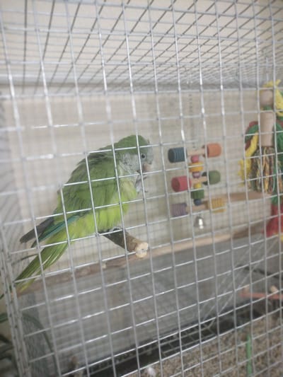 A Quaker parrot, characterized by its bright green plumage and grey head and chest, is perched on a wooden dowel inside a metal wire cage. The parrot is positioned in the middle-left of the frame, facing right, with its head slightly turned towards the foreground. The wire mesh of the cage is visible throughout the image, creating a grid pattern over the scene. To the right of the parrot, a multi-colored wooden toy with cylindrical and spherical segments and a small bell is suspended. Further right, a larger, red and yellow fibrous toy is partially visible. The floor of the cage, containing scattered substrate, is discernible at the bottom. The background beyond the cage appears to be a light-colored, indistinct surface, likely an interior wall. This scene is situated in the city of Sheptytskyi, Ukraine.