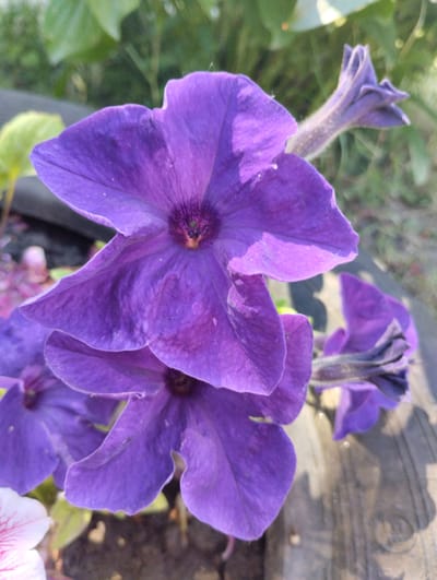 The image shows a close-up of two purple petunia flowers in the foreground, with one flower more prominent and detailed than the other. The larger flower displays multiple petals, some of which are slightly curled and textured. The center of this flower shows a darker, more intricate pattern. Partially visible behind it is another, smaller purple petunia, also with layered petals. To the left and slightly out of focus, a hint of a white and pink striped flower is visible. The background consists of blurred green foliage and hints of soil or dark material, suggesting an outdoor garden setting. A textured, dark object, possibly a tire, is visible on the right side of the image, partially obscured by the flowers. The lighting suggests it is daytime, with the sun casting subtle highlights on the petals. The scene is located in the city of Novoselivka, Ukraine.
