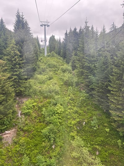 This is a telephoto view from a cable car ascending a mountainside in Hasliberg Reuti, Switzerland. The image captures a dense coniferous forest covering a steep, overgrown slope. Several ski lift pylons and cables are visible, indicating the presence of a ski resort. The sky is overcast with a grey, diffused light. The foreground is dominated by lush green foliage, including numerous ferns and smaller bushes, with the rough texture of the mountainside visible in some areas. The overall impression is one of a natural, mountainous landscape with man-made infrastructure for transportation.
