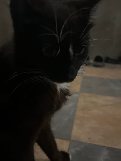 The image depicts a close-up, low-light shot of a black and white cat. The cat's face is partially obscured by shadows, but its whiskers and a small white patch on its nose are visible. The cat appears to be looking downwards. The background is out of focus and shows a floor with a tiled pattern of brown and grey squares. The overall setting suggests an indoor environment, potentially a residential area in Bohunove, Ukraine. No human subjects or specific actions are discernible.
