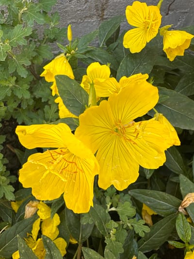 The image shows a close-up, eye-level view of yellow flowers with green foliage against a grey, textured wall. The flowers are in various stages of bloom, with some fully open and others still budding. The petals of the open flowers are delicate and appear slightly translucent, with visible veins and water droplets. The center of the flowers reveals bright orange stamens dusted with yellow pollen. The foliage is a deep green, with some leaves showing a rough texture. In the background, the grey wall has a rough, uneven surface, possibly concrete or stone. The scene is devoid of any human presence or activity. The overall impression is of a natural outdoor setting, likely a garden or park, in Кашат, Kyrgyzstan, given the contextual information.