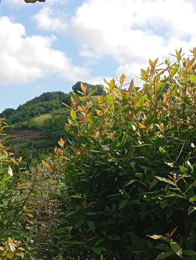 A bright, sunny day illuminates a lush green hillside in Bagazhvyashta, Abkhazia. The foreground is dominated by the vibrant foliage of a dense bush, its leaves varying in shades of deep green and reddish-brown, indicative of new growth. The leaves are glossy and have serrated edges, suggesting it might be a bay laurel. Behind the bush, the hillside rises steeply, covered in a tapestry of trees and green fields. A winding path or road is visible cutting across the slope, its presence hinting at human activity in this natural landscape. The sky above is a cheerful blue, punctuated by fluffy white clouds that cast soft shadows on the scene. The overall impression is one of natural beauty and tranquility.