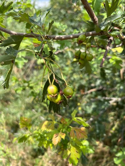 In Yuryevka, Kyrgyzstan, this close-up shot captures a branch of a hawthorn tree laden with immature, green fruits. The fruits, small and round, are clustered together on thin stems, some showing remnants of their sepals. The branch itself is rough-barked and woody, with serrated, lobed leaves in various shades of green and some tinged with red and yellow, indicating either new growth or the early stages of autumn. The background is a soft blur of lush green foliage and dappled sunlight, suggesting an outdoor, natural setting, likely a garden or park in Yuryevka.