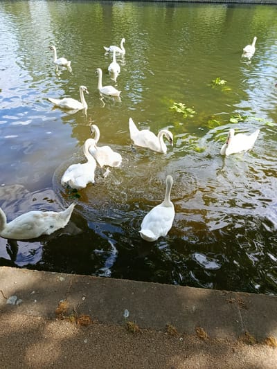 A group of swans are swimming in a body of water, possibly a river or lake, with lily pads visible. The water is a murky green, reflecting the surrounding trees and sky. The swans are predominantly white, with some showing patches of grey, suggesting they might be young. Several swans are clustered together, some appearing to be interacting, possibly splashing or preening. In the foreground, a concrete embankment is visible, with a gravel path bordering it. The lighting suggests it is daytime, likely sunny, casting shadows on the embankment. There is no visible text in the image. The scene appears to be a peaceful, natural setting, with the swans as the main focus of activity. The presence of swans and the typical environment suggest a location like Bedford, UK, known for its waterways and wildlife.