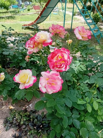 In Kherson, Ukraine, a patch of rose bushes with a mixture of pink and white petals, some with yellow centers, is in full bloom. The roses are varied in their stage of bloom, with some fully open and others still budding. Behind the roses, a children's playground structure is visible, featuring a red and blue slide and a teal metal ladder. The ground is covered with grass, dirt, and scattered fallen petals. The area appears to be a public space, possibly a park or a residential courtyard, on a sunny day.