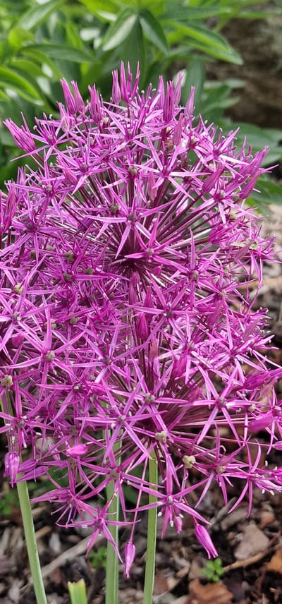 A close-up, vertical shot showcases a vibrant purple Allium flower head against a softly blurred background of green foliage and brown earth. The spherical flower is composed of numerous star-shaped florets, each with delicate, pointed petals radiating outwards. Some florets are in bud, appearing as elongated purple teardrops, while others are fully open, revealing tiny green or white centers. The stems are thick and green, supporting the heavy bloom. The overall impression is one of a garden setting, possibly in Saulkrasti, Latvia, given the naturalistic elements and the type of flower. No people or animals are visible in the image.