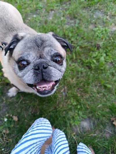 A pug dog with a fawn-colored coat and black facial markings is looking up at the camera with its mouth open, revealing its teeth. The dog has large, expressive brown eyes. The dog is positioned in the foreground, with its body partially visible and its head filling the upper portion of the frame. The background consists of green grass, suggesting an outdoor environment, likely a park or garden. The lower part of the image shows a person's legs wearing blue and white striped trousers. The scene is likely taking place in Czekanów, Poland, as per the prompt.
