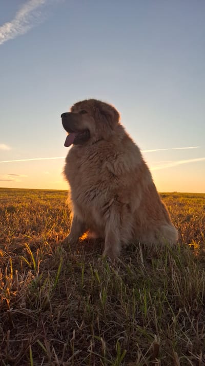 A large, fluffy, light-brown dog is sitting in a field of dry grass and some green sprouts, likely at dusk or dawn given the warm, golden light. The dog is facing left, with its mouth slightly open and its tongue visible. Its fur is thick and appears to be reflecting the light. In the background, the sky transitions from a pale blue at the top to a warm orange near the horizon, where the sun is low. Two faint contrails are visible in the sky. The setting appears to be an open, rural area, possibly farmland. There is no indication of the city of Timmolovo, Russia, in the image.
