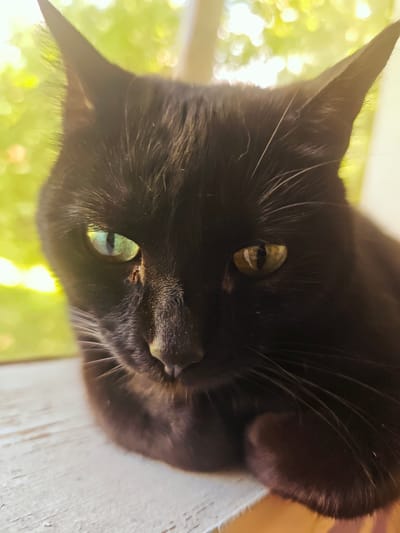 A close-up, eye-level shot shows a black cat with striking green and gold eyes looking forward. The cat's fur is dark and slightly shimmering. Its ears are pointed upwards, and its whiskers are prominent. The background is blurred and features a vibrant green and yellow bokeh effect, suggesting natural light filtering through foliage, possibly from a window. The cat is positioned on a weathered, white wooden surface, possibly a windowsill or porch railing. There is no visible indication of the city of Свистуха (кузяевский С/о), Russia, in the image. The scene is still and focuses entirely on the cat.