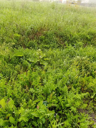 A medium shot captures a dense patch of lush green vegetation, predominantly grass and various weeds, under an overcast sky. The foliage is varied in texture and height, with taller grasses and broad-leafed plants interspersed with finer, feathery weeds. In the middle ground, a single, large-leafed plant with a central stalk stands out. In the far background, a yellow gas pipe structure with blue fittings is visible amongst the greenery, with hints of buildings behind it. The ground is obscured by the dense vegetation. The scene appears to be an undeveloped area, possibly a vacant lot or a field, located in Tugulym, Russia.