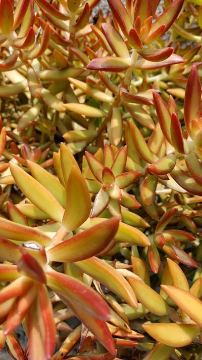 A close-up shot reveals a dense ground cover of succulent plants, filling the frame. The plants exhibit a vibrant color palette of yellow, green, and red, with the tips of the fleshy leaves often displaying the most intense red hue. The leaves are arranged in rosette-like clusters, with individual leaves appearing smooth and elongated. The tight grouping of the plants suggests a low-lying, spreading growth habit. The lighting casts soft shadows, highlighting the texture of the foliage. There is no evidence to suggest a specific location in the city of La Joya, Mexico.