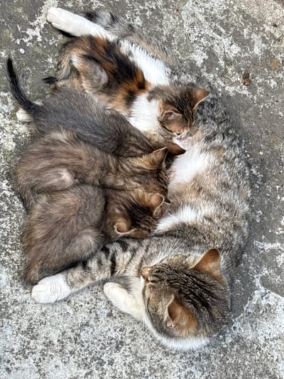 On a concrete surface in Pchelnik, Bulgaria, lies a cat with three kittens. The cat is a mix of grey, brown and white. One kitten is lying by its belly with brown, black and white fur. The other two kittens are light brown with grey fur. All cats are lying down.