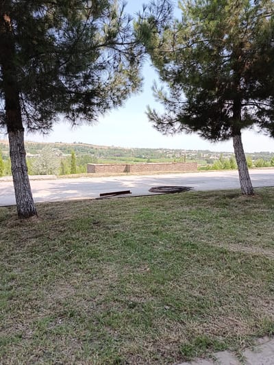 The image depicts an outdoor scene with two mature pine trees in the foreground, their trunks showing textured bark. The ground in front of the trees is covered with a mixture of green and dry grass. Beyond the grass, there is a paved area, possibly a walkway or road, and further in the background, a low, rough stone wall. In the distance, a residential area with houses and trees is visible on a gently sloping hillside under a clear blue sky. The scene is devoid of any people or animals. The location is identified as Gulshan, Uzbekistan.