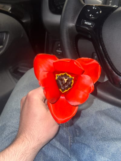 A red tulip is held in a person's hand in a car interior. The steering wheel is visible on the left. The person's arm rests against denim jeans. The location is not discernible.
