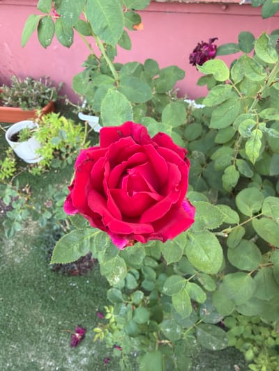 A close-up, vertical shot captures a vibrant red rose in full bloom, its petals unfurling in a spiral. The rose is the central subject, positioned slightly to the left of the frame, with its rich red color contrasting against the surrounding green foliage. The leaves of the rose bush are lush and varied in size, some showing slight discoloration or dust marks.
In the background, a muted pink wall serves as a backdrop. To the left of the rose, several potted plants are visible. One is a terracotta pot containing a bushy green plant. Another white pot, partially obscured, holds a different type of green foliage. Beyond these, a patch of green grass is visible, with some dried leaves and petals scattered on its surface, hinting at a garden setting. A darker, withered rose is seen in the upper right background, suggesting a variety of stages of bloom.
The image does not contain any people, actions, or interactions. The environment appears to be an outdoor garden, possibly a residential area, given the presence of potted plants and the wall. While specific location details beyond the city of Gedera, Israel are not visually evident from the image itself, the context provided places the scene within this locale.