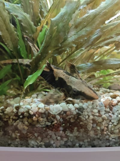 A fish tank located in Süpplingen, Germany, contains a Plecostomus fish. The fish is brown and black with distinctive markings. It is positioned amongst aquatic plants with long, green leaves and rests on a substrate of small, multicolored pebbles. The lighting suggests an indoor setting, possibly a home aquarium.