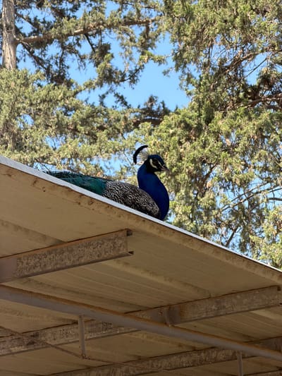 A peacock is perched on a building's roof in Zvulun Regional Council, Israel. The peacock has a bright blue head, a patterned gray body, and iridescent green and blue tail feathers. Trees and blue sky are visible in the background. Metal supports are attached to the building.