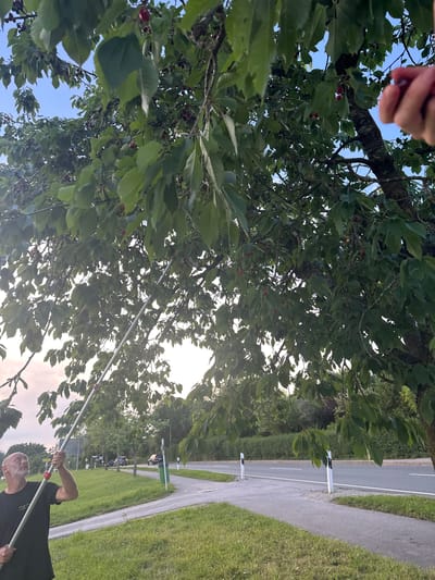 The image depicts a person harvesting cherries from a tree located in Höslwang, Germany. The individual, a bald man with a beard wearing a black t-shirt, is holding a long pole with a harvesting attachment, reaching upwards towards the branches laden with cherries. The scene is outdoors, with a road and passing cars visible in the background, suggesting an urban or semi-urban setting. Green grass and a sidewalk are present in the foreground, indicating a public space or garden area. The sky is partly cloudy, with soft light suggesting it might be late afternoon or early evening.