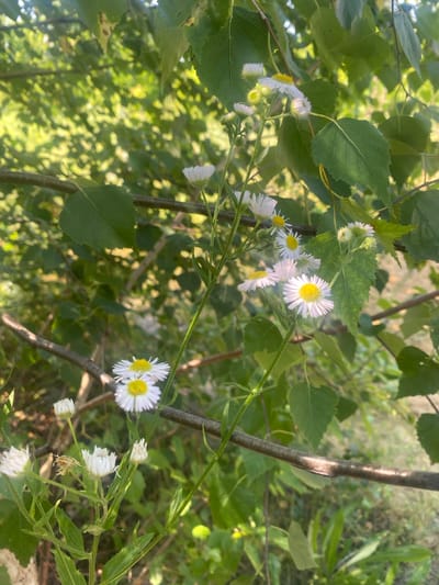 This media file is a close-up, horizontal, outdoor photograph of small white and yellow wildflowers in bloom. The flowers are characterized by white, ray-like petals surrounding a yellow, disc-like center. Some of the flowers are fully open, while others appear to be in bud or partially bloomed. The flowers are growing on thin, green stems with small green leaves. The background is a blur of green foliage and sunlight, suggesting a natural, outdoor setting with dappled light. The overall impression is one of nature in bloom during the daytime. The image appears to be taken in Tyvriv, Ukraine, with a shallow depth of field that blurs the background and focuses attention on the flowers. There is no text visible in the image.
