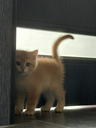 A ginger kitten is peeking from behind a dark gray vertical structure, possibly a doorway or furniture. The kitten's head and front paws are visible, with its body extending further into the dimly lit background. The kitten has large, dark eyes and a fluffy tail curled upwards. The floor appears to be tiled. The background consists of a bright, possibly windowed, area with a dark horizontal surface above it. The scene suggests an indoor environment, and there is no indication of the city of Yurukovo, Bulgaria, or any specific urban context.