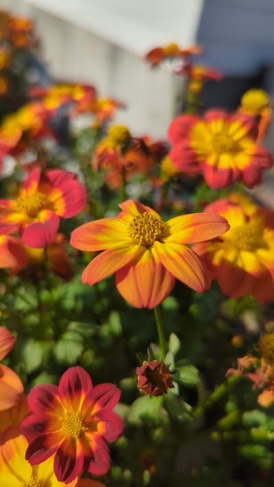 The image displays a close-up view of several small, multi-petaled flowers in a garden setting. The flowers exhibit a gradient of colors, transitioning from a deep red or orange at the tips of their petals to a vibrant yellow or orange towards the center. The centers of the flowers are detailed with numerous tiny, stamen-like structures. The foliage is a deep green and appears lush, suggesting a healthy plant. The background is blurred, indicating a shallow depth of field, with hints of a white or light-colored structure and darker shadows, suggesting an outdoor environment likely bathed in sunlight. There is no visible indication of a specific location in Terrebonne, Canada, nor are there any people or actions depicted. The scene is a still life of blooming flowers.