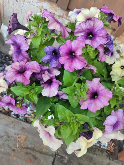 The image shows a close-up view of a planter filled with petunias. The flowers are in various shades of purple and pale yellow, with some darker purple and almost black centers. The petals are velvety and have a slightly wavy texture. Green leaves surround the blooms, some appearing wet, suggesting recent watering or dew. The planter is situated outdoors, with a textured wall or building in the background, and a concrete surface with scattered gravel and debris at the bottom of the frame. The overall lighting is soft, indicating it might be overcast or late in the day. No people are visible in the image. The scene appears to be a residential or garden setting.