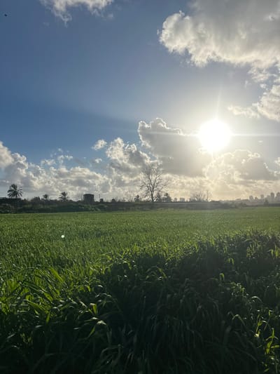 An outdoor landscape photograph captured in Beit Yitshak Sha'ar Hefer, Israel, depicts an expansive agricultural field under a partially cloudy sky. The foreground is dominated by a dense, uniform carpet of bright green, knee-high vegetation, consistent with a cultivated crop such as wheat, extending from the bottom of the frame to the midground. A distinct circular lens flare is visible within this vegetation in the lower-left quadrant.
Along the horizon line, separating the field from the distant background, is a diverse band of vegetation and structures. On the left, several palm trees are visible, adjacent to a dark, square-shaped building with a peaked roof, possibly a water tower or agricultural utility structure. Near the center, a solitary, leafless deciduous tree stands prominently against the sky. Further to the right, a low line of barren trees and shrubs extends. In the far background, on the right side of the frame, a silhouette of a distant city skyline with multiple high-rise buildings is discernible against the bright sky.
The upper third of the image features a blue sky dotted with numerous white and grey cumulus clouds. The sun is a brilliant, starburst-like point of light positioned in the upper right quadrant, partially obscured by clouds, emitting strong crepuscular rays that extend across the sky. A small, dark avian subject is captured in flight in the upper-left corner of the sky. No human subjects, animals (other than the bird), or explicit actions/interactions are present in the scene. The overall environment is rural agricultural land bordering an urban periphery, illuminated by strong natural daylight.