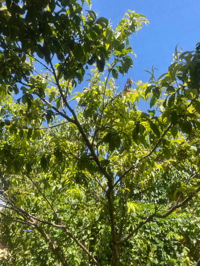 The image shows a tree with green leaves and some small, round, green fruits, possibly peaches or plums, growing on its branches. The tree is viewed from below, looking up towards a clear blue sky. Sunlight filters through the leaves, creating dappled patterns of light and shadow. The overall impression is of a warm, sunny day in a garden or orchard. No people or specific landmarks are visible, so it's not possible to determine the exact location in Primorsko-Akhtarsk, Russia.
